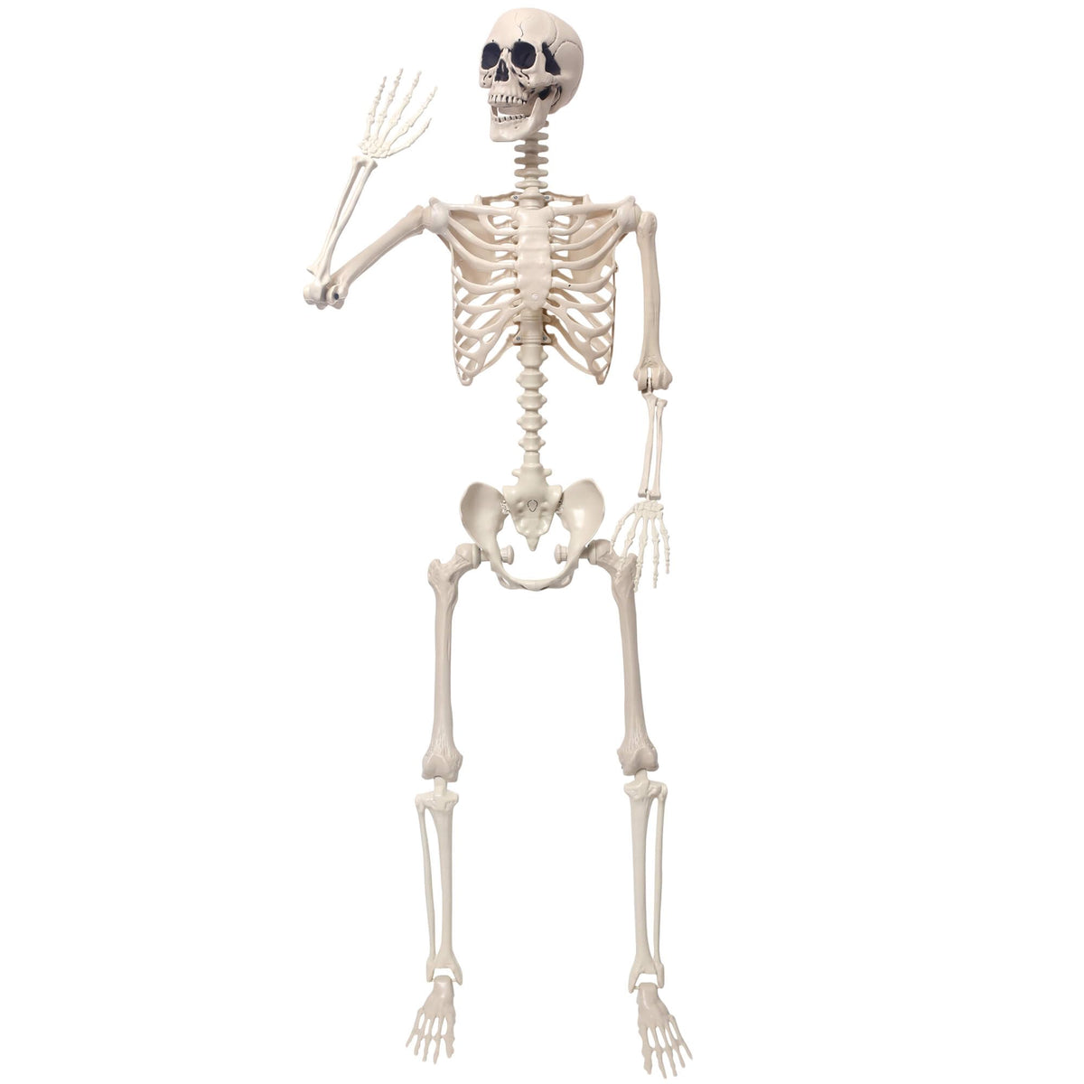 5.4Ft Movable Joints Plastic Skeleton R578796