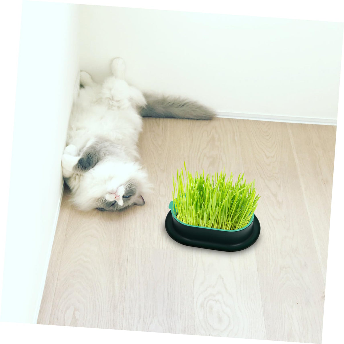 3 Pack Plastic Cat Grass Planter Boxes T509