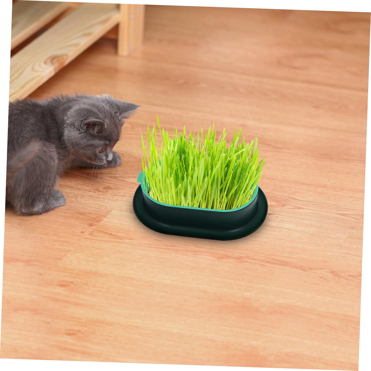 3 Pack Plastic Cat Grass Planter Boxes T509