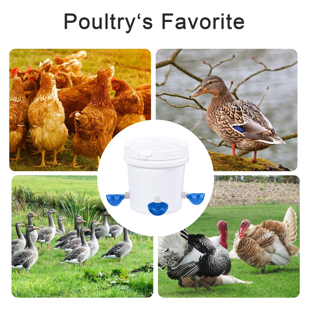 8 Packs Blue Large Chicken Waterer Cups O636